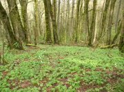 4.1.06 Dogwood & Alder Trail in Forest Park 028 